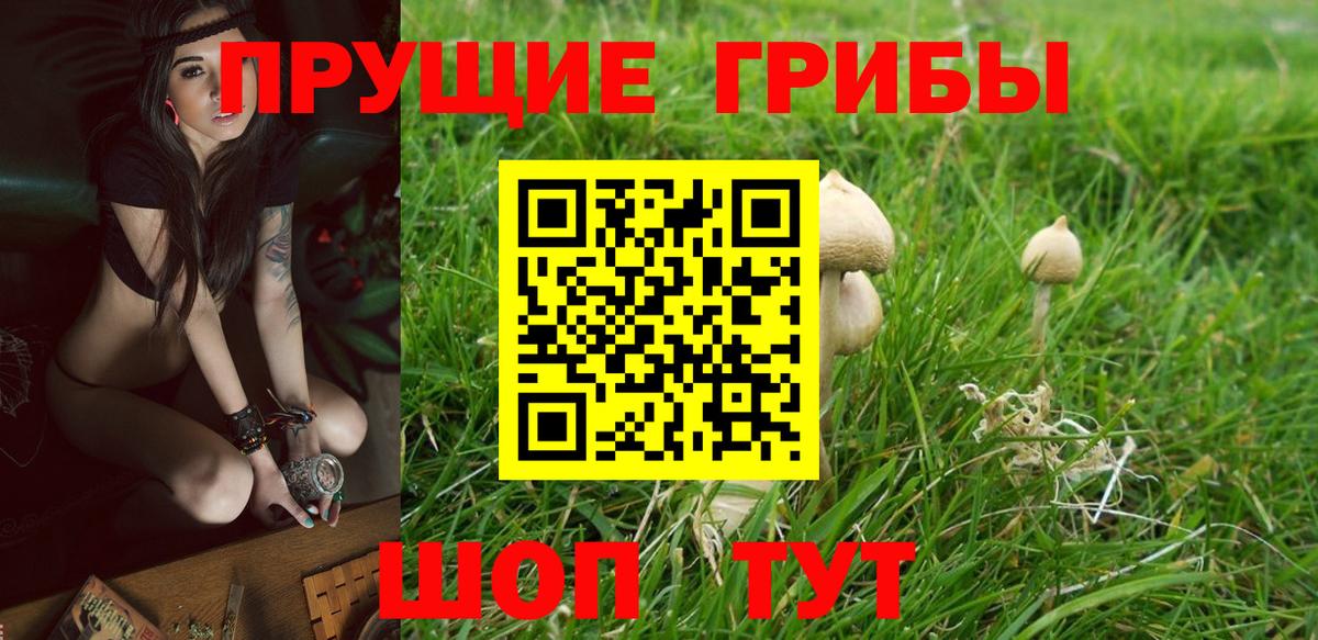 Галлюциногенные грибы Psilocybine cubensis Губкинский